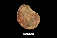 藏品(細刺海菊蛤)的圖片